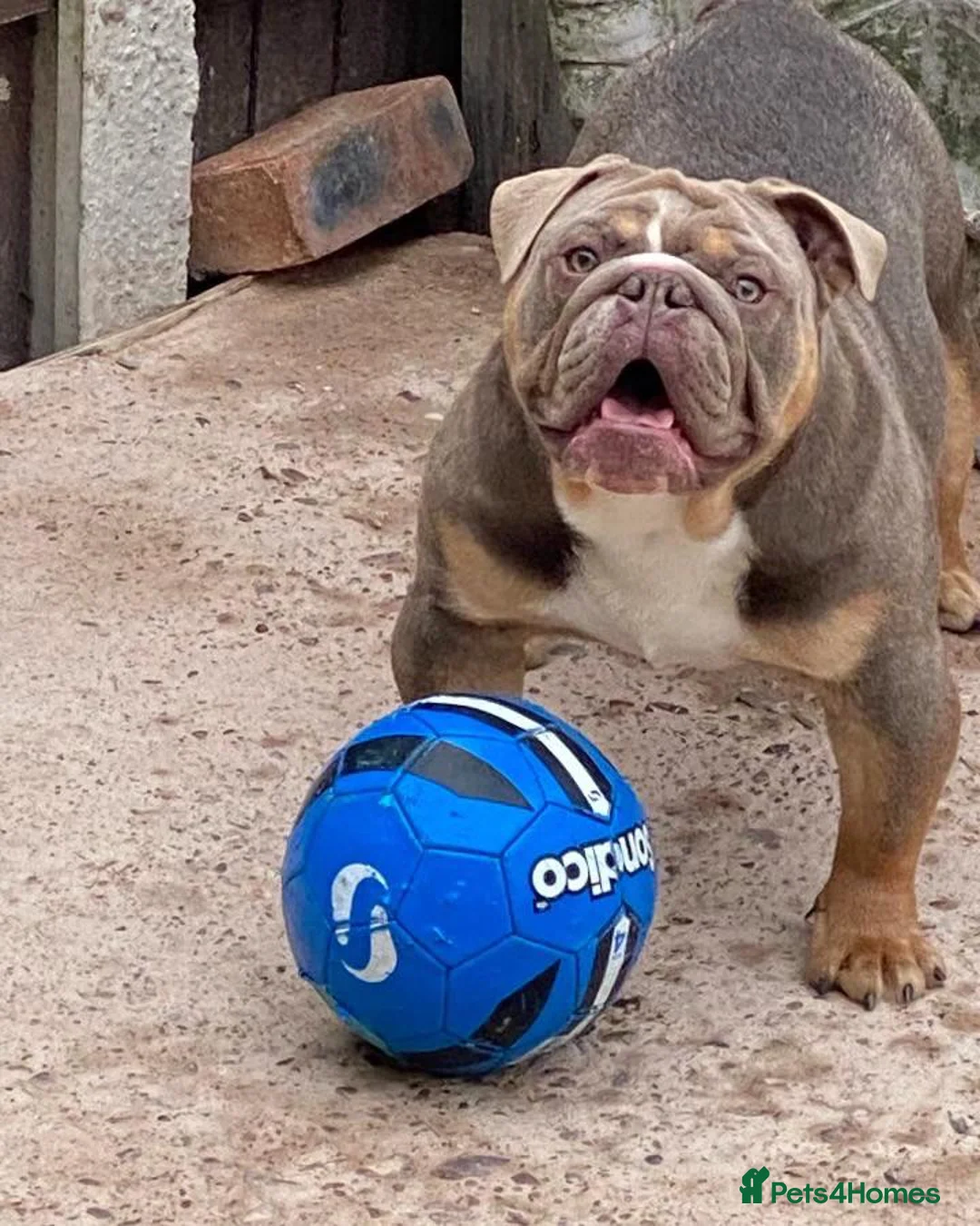 English Bulldog dogs for sale: Family dog for sale in Walsall - Advert 2