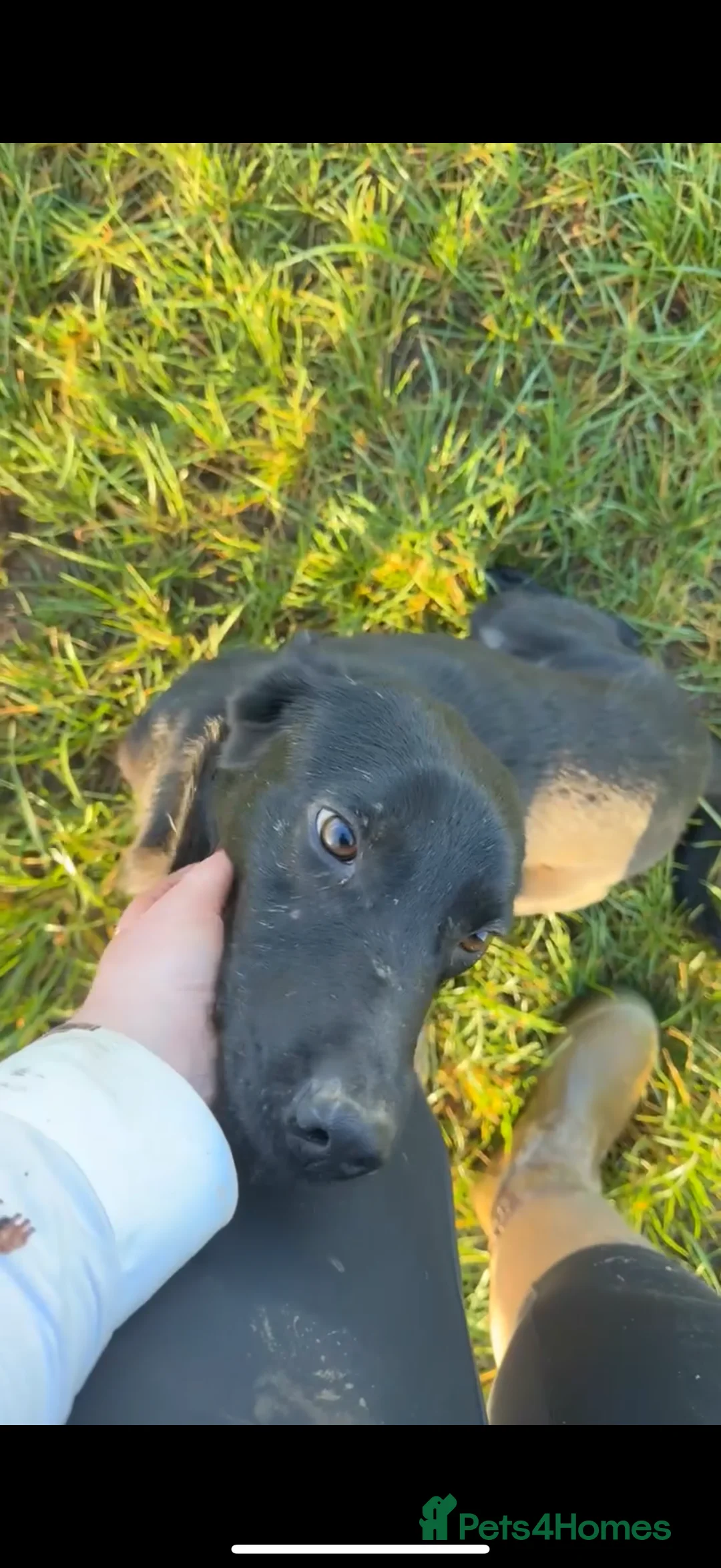 Mixed Breed dogs for sale: 3yr jango - Advert 1