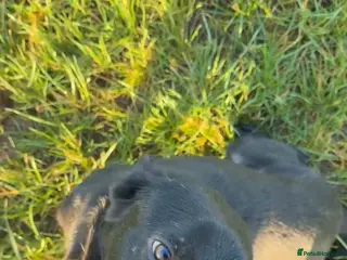 Mixed Breed dogs 3yr jango - Advert 2