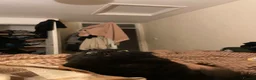 British Longhair cats for sale: Male cat for sale - Advert 13