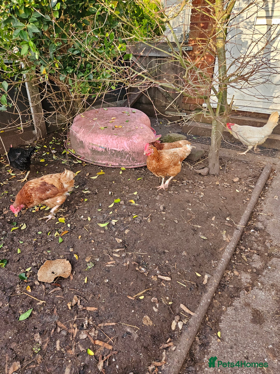 Chickens poultry for sale: 11 hens 1 cockrel  - Advert 21