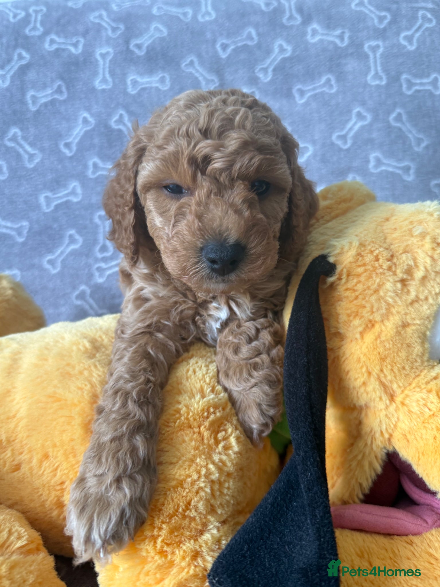 Cockapoo dogs 4 Toy Cockapoo Puppies Looking for Forever Homes! - Advert 16