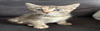 Gorgeous grey and cream tabby/domestic shorthair kitten for sale