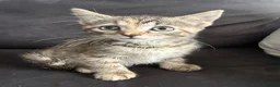 Domestic Shorthair cats for sale: Beautiful domestic shorthair kittens for sale in Plymouth - Advert 11