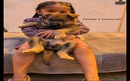 German Shepherd dogs for sale: Beautiful Excellent Health Chubby GSD puppies! - Image 5