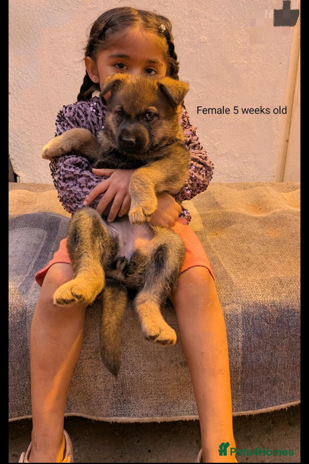 German Shepherd dogs for sale: Beautiful Excellent Health Chubby GSD puppies! - Image 5