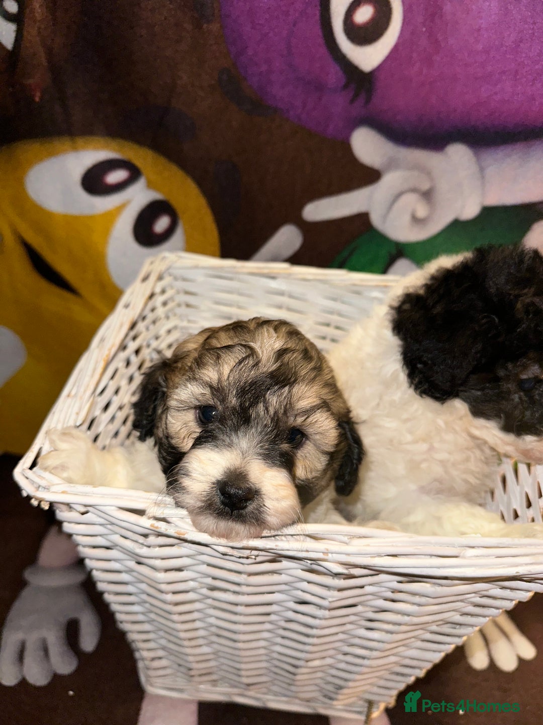 Cavapoo dogs for sale: Beautiful Rare F1b Cavapoos  - Advert 10
