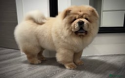 Chow Chow dogs for sale: 🧸🧸Beautiful litter of chow chow puppies🧸🧸 - Image 25