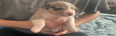 Staff cross Alaskan malamute 
