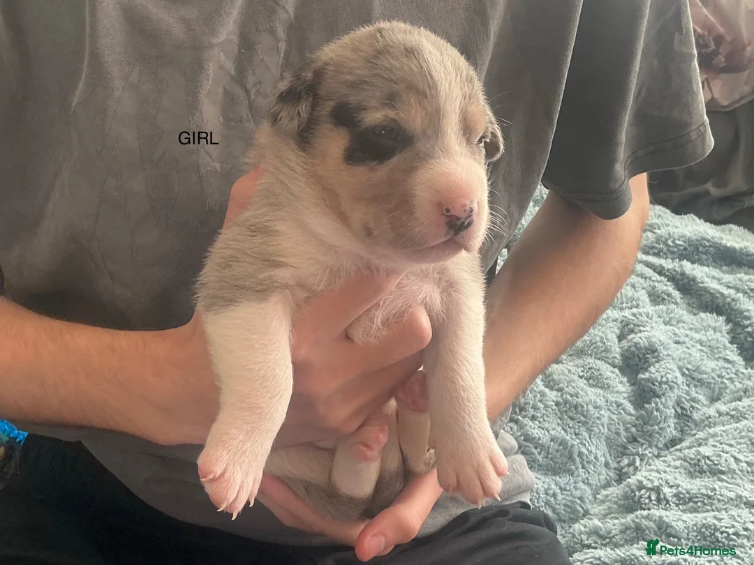 Mixed Breed dogs for sale: 10 puppies for sale  - Advert 2