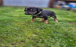 Mixed Breed dogs for sale: Dobermann cross puppies  - Image 11