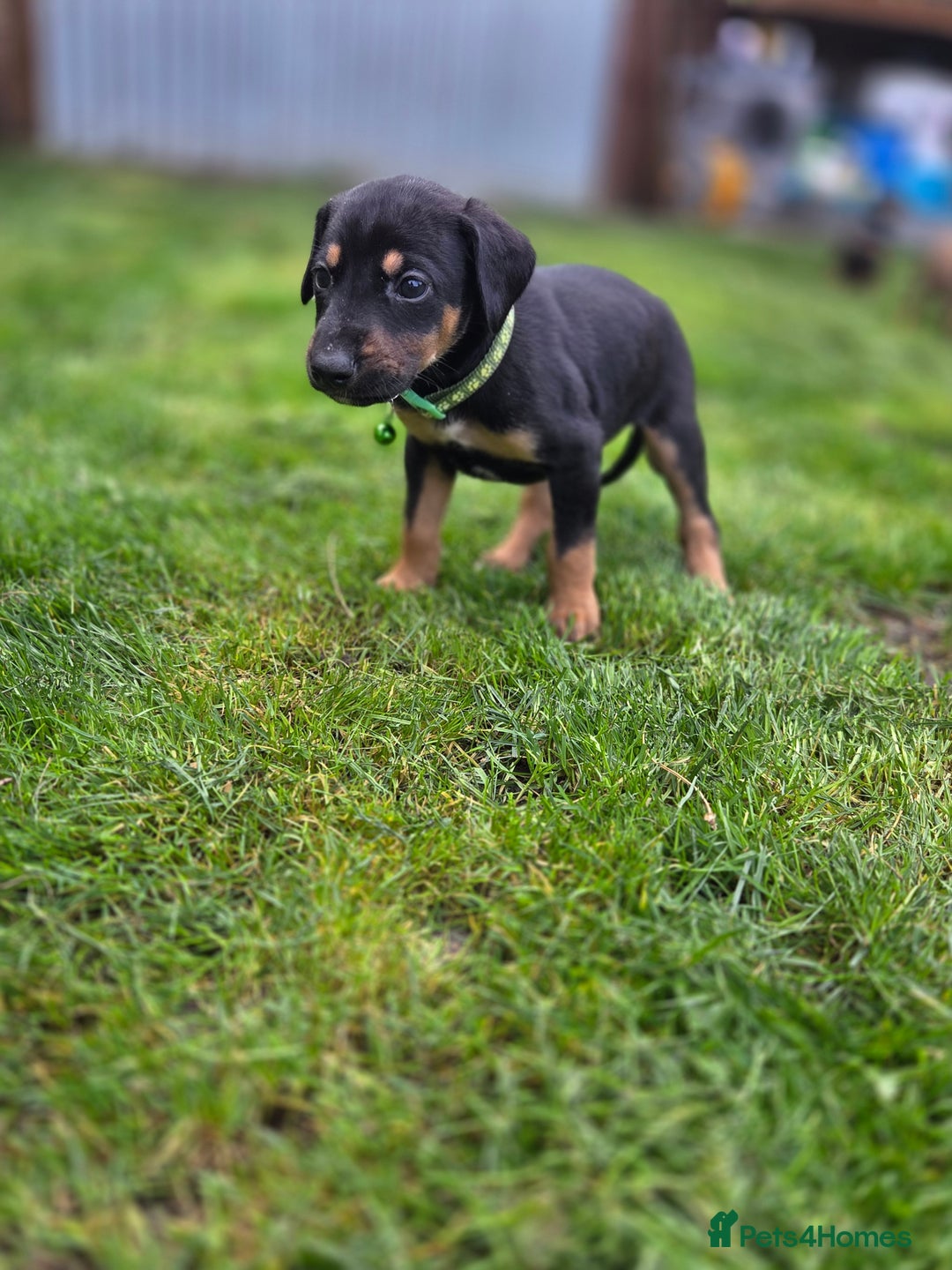 Mixed Breed dogs for sale: Dobermann cross puppies  - Image 11