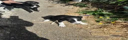 Mixed Breed dogs for sale: Lurcher puppies  in Salisbury - Advert 2