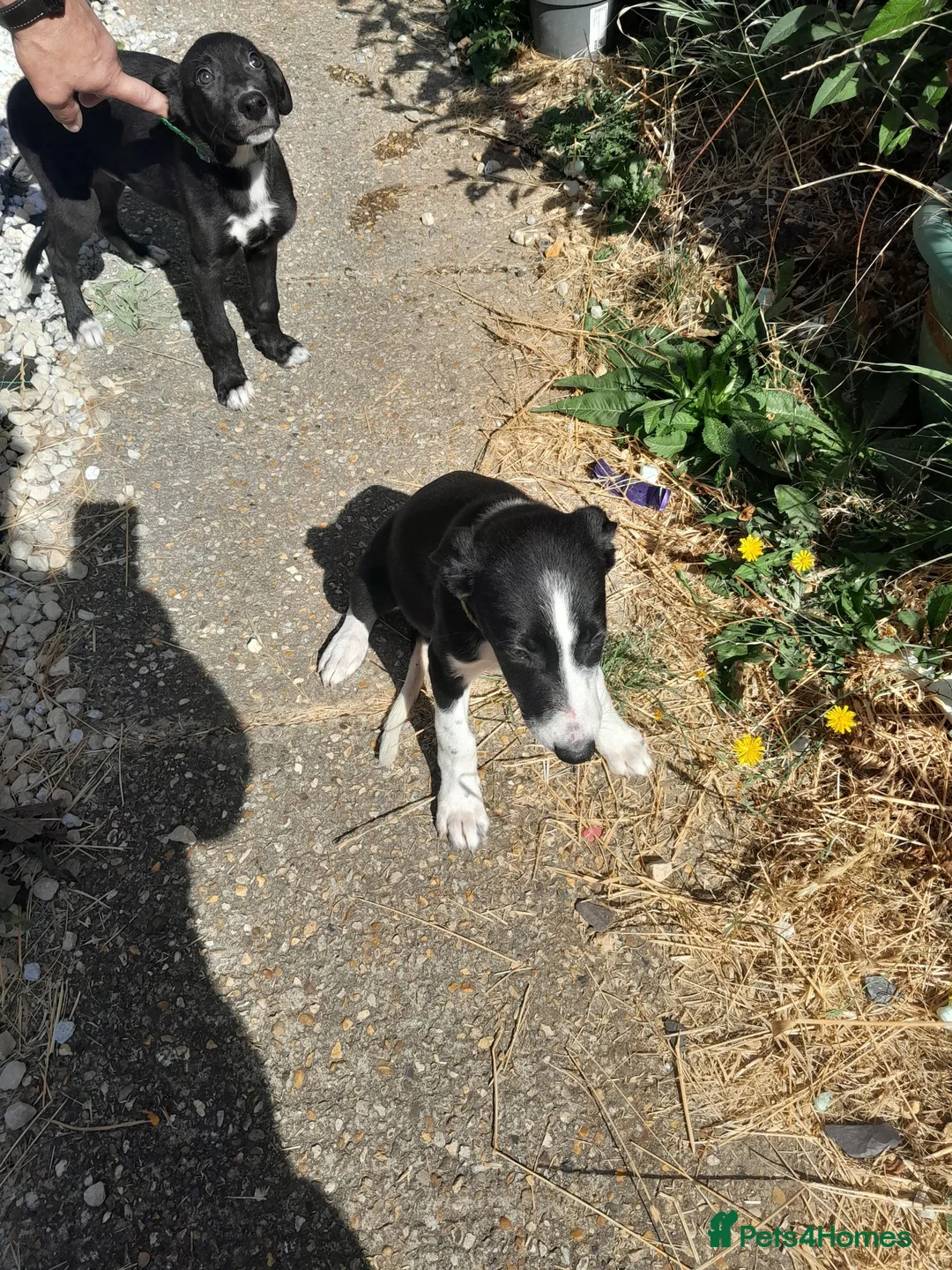 Mixed Breed dogs for sale: Lurcher puppies  in Salisbury - Advert 2