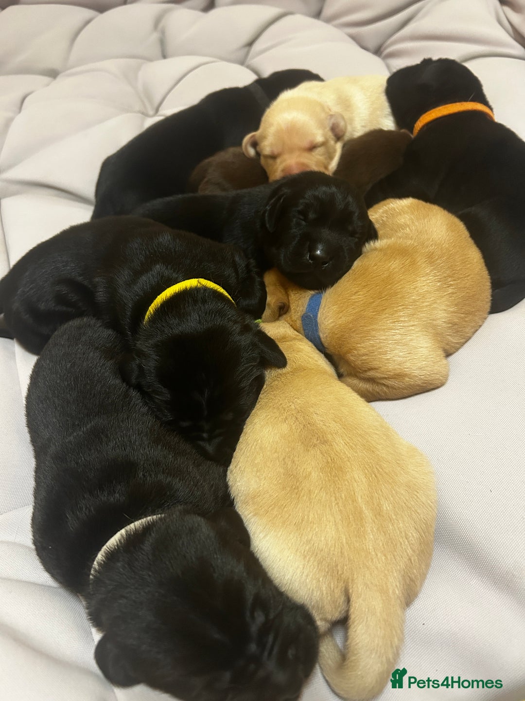 Labrador Retriever dogs for sale: Kc Registered Labradors for sale - Image 2