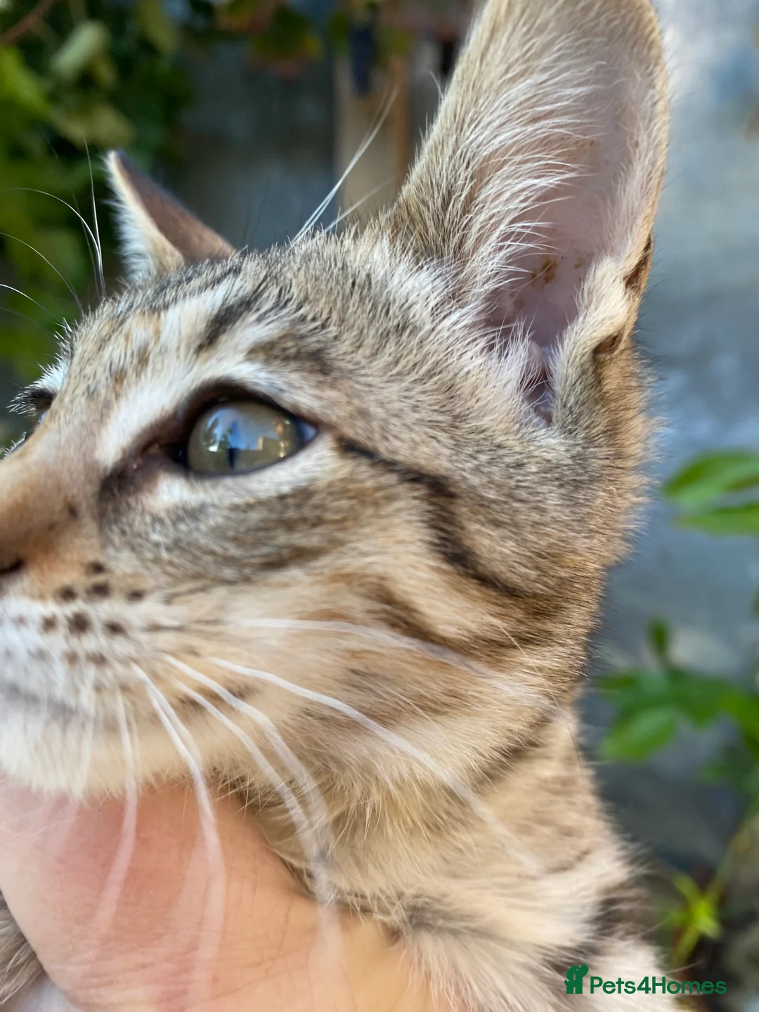 Savannah cats for sale: PDGREE BROWN SPOT  LOVIN SAVANNAH GIRL F5SBT - Advert 15