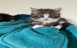 Norwegian Forest Cat cats for sale: Norwegian forest cross tabby  - Image 4