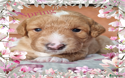 Australian Labradoodle dogs for sale: Stunning red F1b Australian Labradoodle puppies  - Image 29
