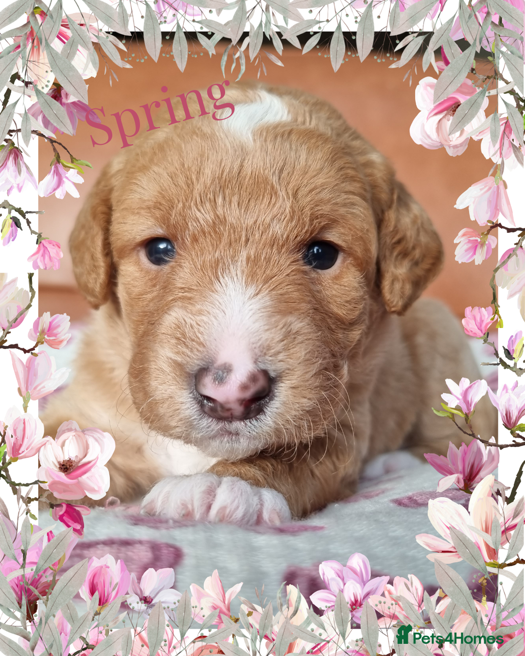 Australian Labradoodle dogs for sale: Stunning red F1b Australian Labradoodle puppies  - Image 29