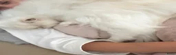 Persian cats for sale: Affectionate Persian Female  in London - Advert 9