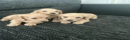 Dachshund dogs for stud: Long haired cream miniature dachshund for stud - Advert 7