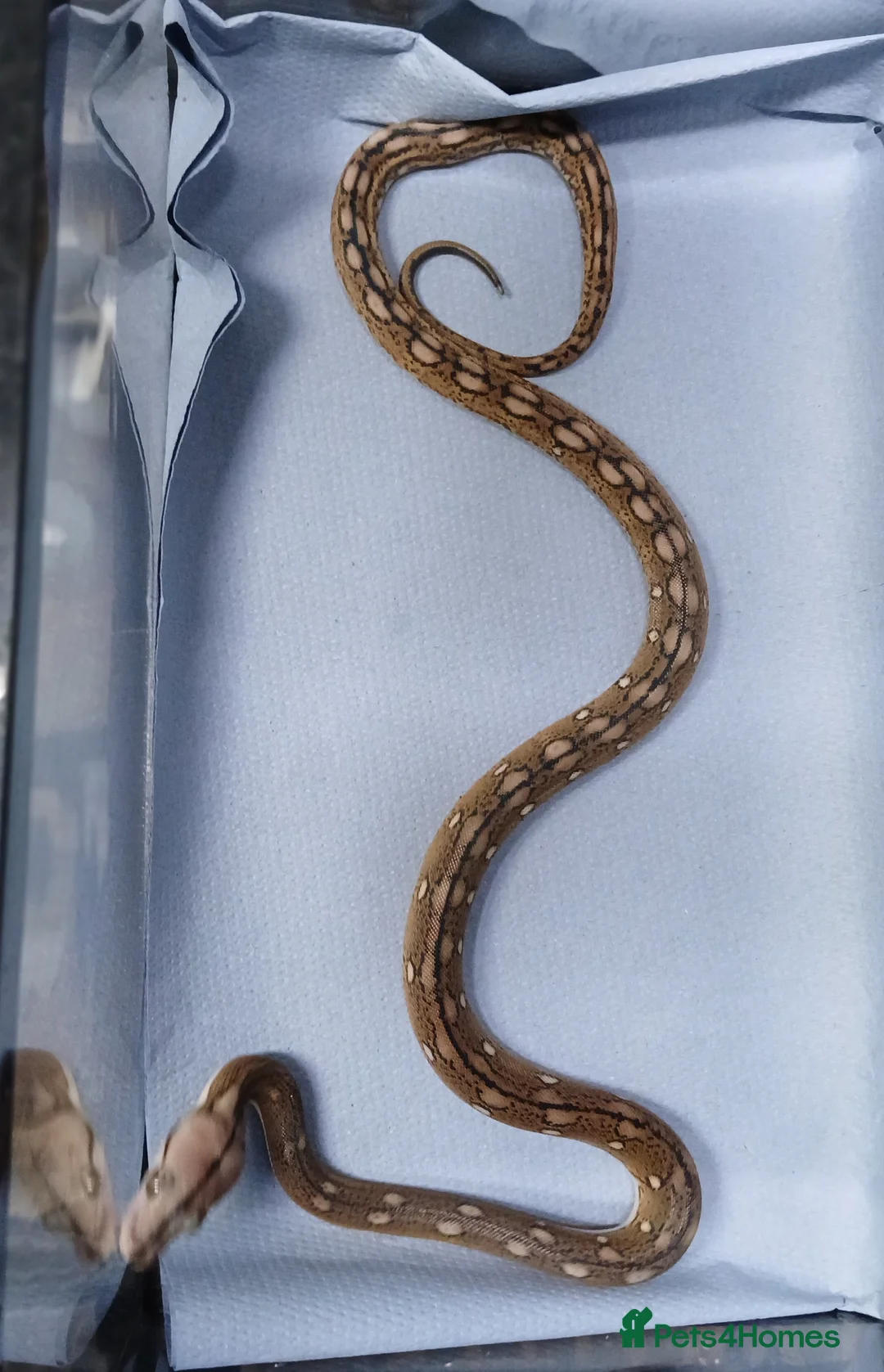 Python Snake reptiles for sale: Malayan Python Male - Advert 4