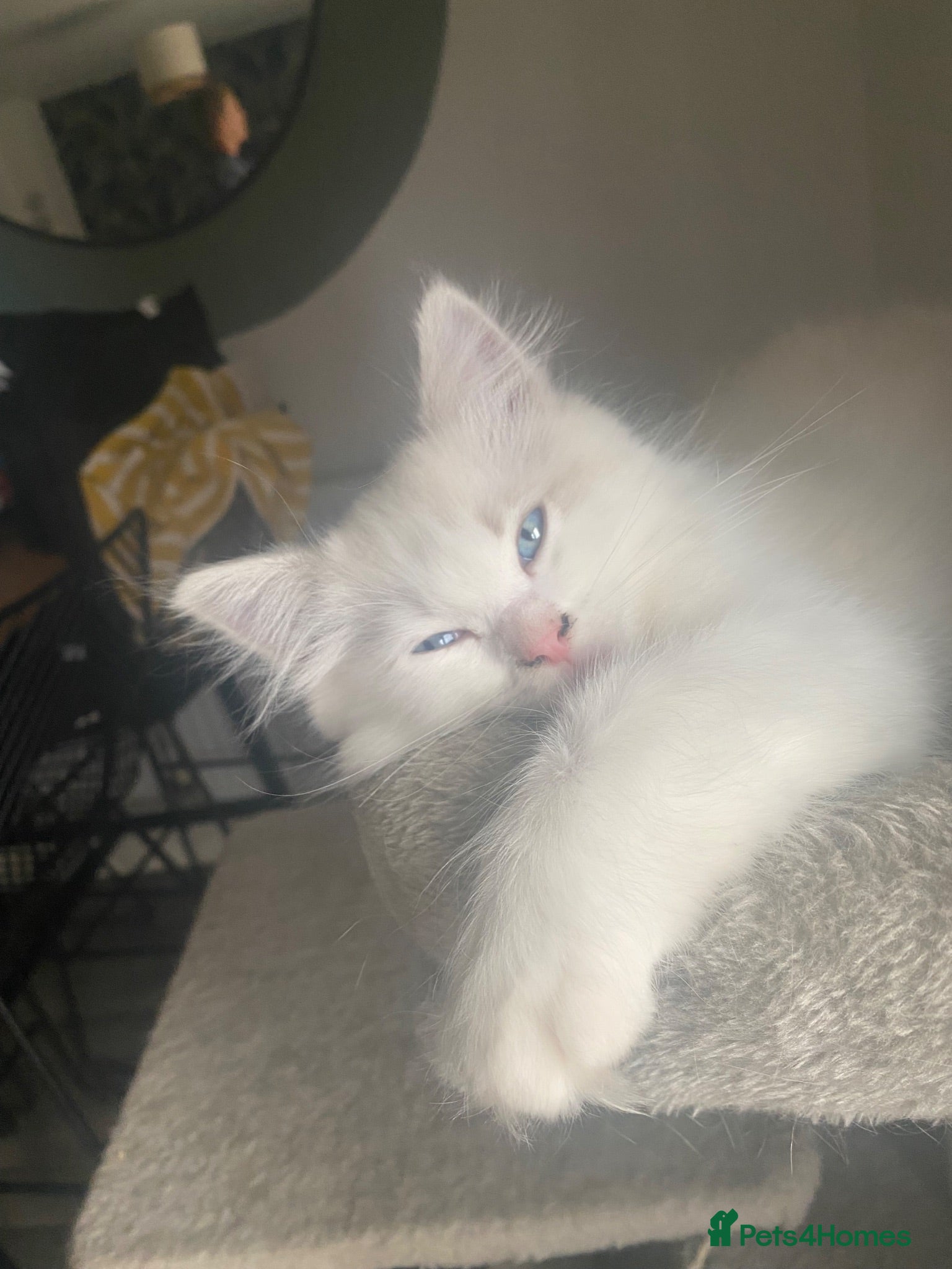 Ragdoll cats Blue lynx bi colour Boy - Advert 10