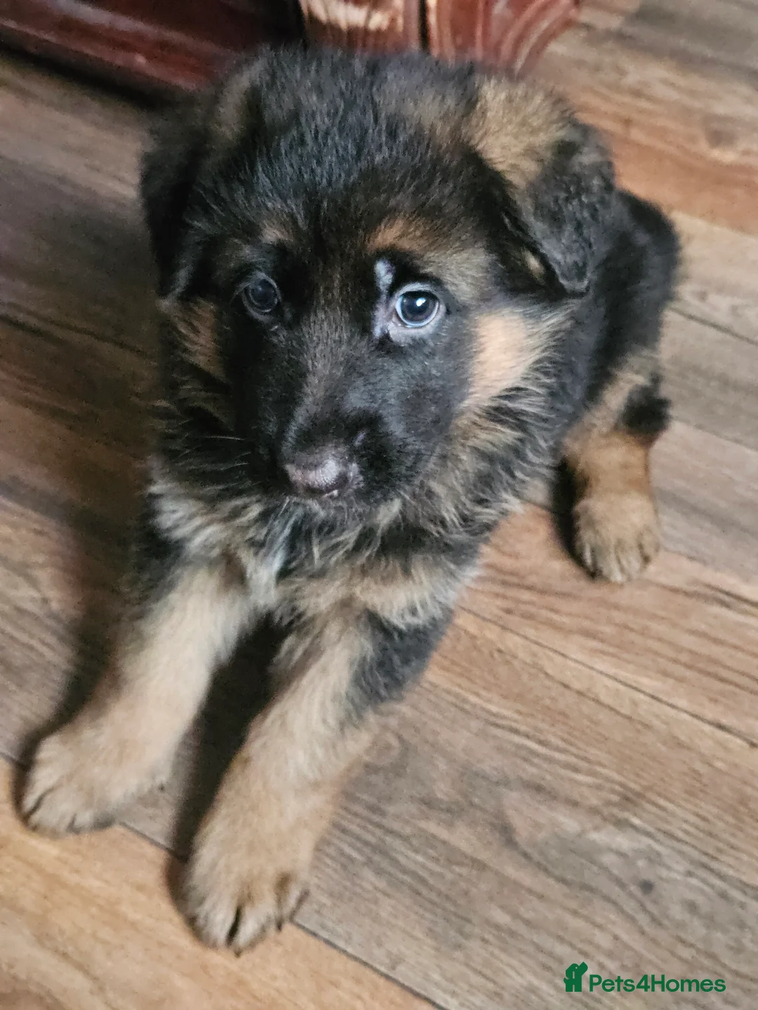 German Shepherd dogs for sale: German shepherd puppies - Advert 2