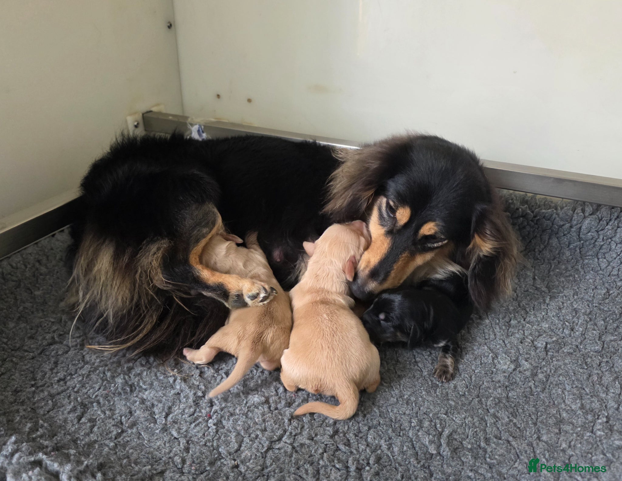 Miniature Dachshund dogs KC Long hair dachshund boys - Advert 2