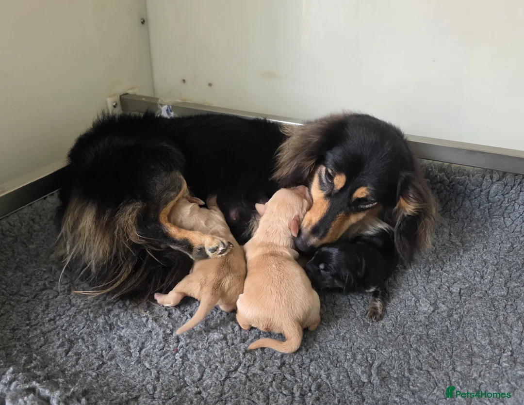 Miniature Dachshund dogs for sale: Stunning KC Long hair daxi. 5* breeders  - Advert 1