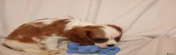 Cavalier King Charles Spaniel dogs for sale: Gorgeous Cavalier King Charles Spaniel puppies - Advert 11