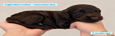Cockapoo 2 - Light Blue Collar - Chocolate 