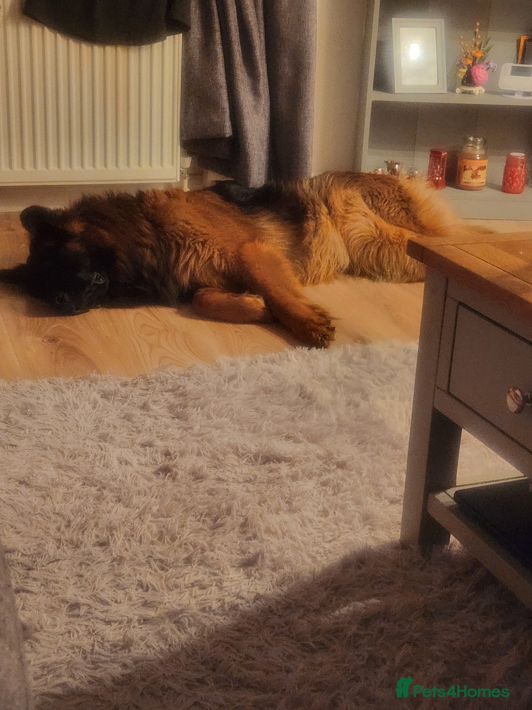 German Shepherd dogs for sale: Beautiful male German Shepherd  - Advert 2