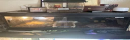 Mixed Breed reptiles for sale: Snakes spiders scorpions  in Macclesfield - Advert 1