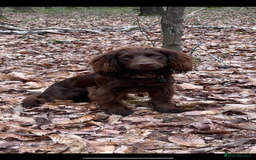 Cocker Spaniel dogs for stud: Working Cocker Spaniel for stud  - Image 2