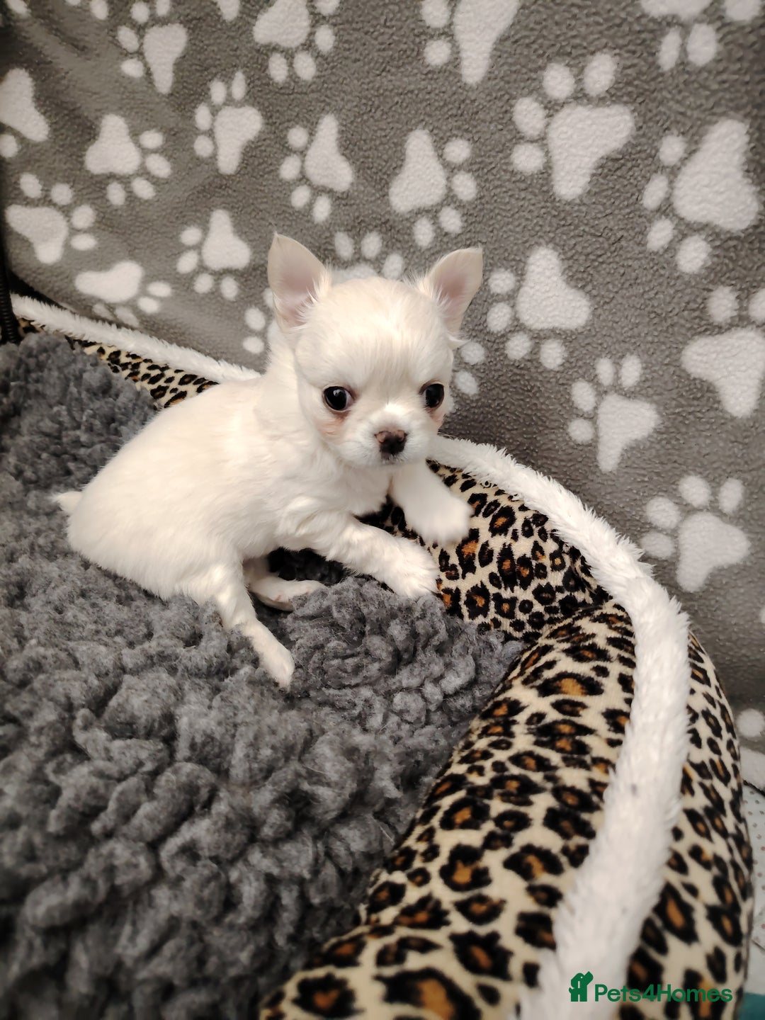 Chihuahua dogs for sale: Both girls are now reserved  - Advert 9