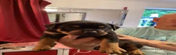 Rottweiler dogs for sale: READY TO GO 5th august - Advert 39