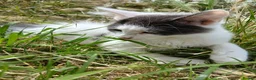 British Longhair cats for sale: 2 fluffy male kittens - Advert 23