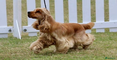 Sprocker dogs - Advert 7