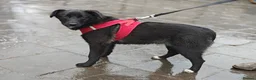 Mixed Breed dogs for adoption: ❤️🐶 YUKI & FIFI – TWO HEARTS, ONE LITTLE TEAM in Burton-on-Trent - Advert 4