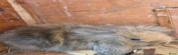 Mini Lion Lop rabbits for sale: 4 male lion lops  - Advert 6