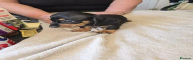 Dachshund 1
