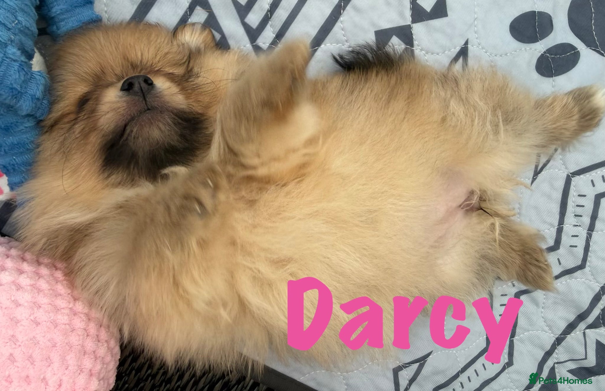 Pomeranian dogs Pomeranian Puppies Available To Reserve Now - Advert 5