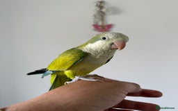 Cockatiels birds for sale: BEAUTIFUL BABY HAND REARED COCKATIEL / BIRDS  in Liverpool - Image 18