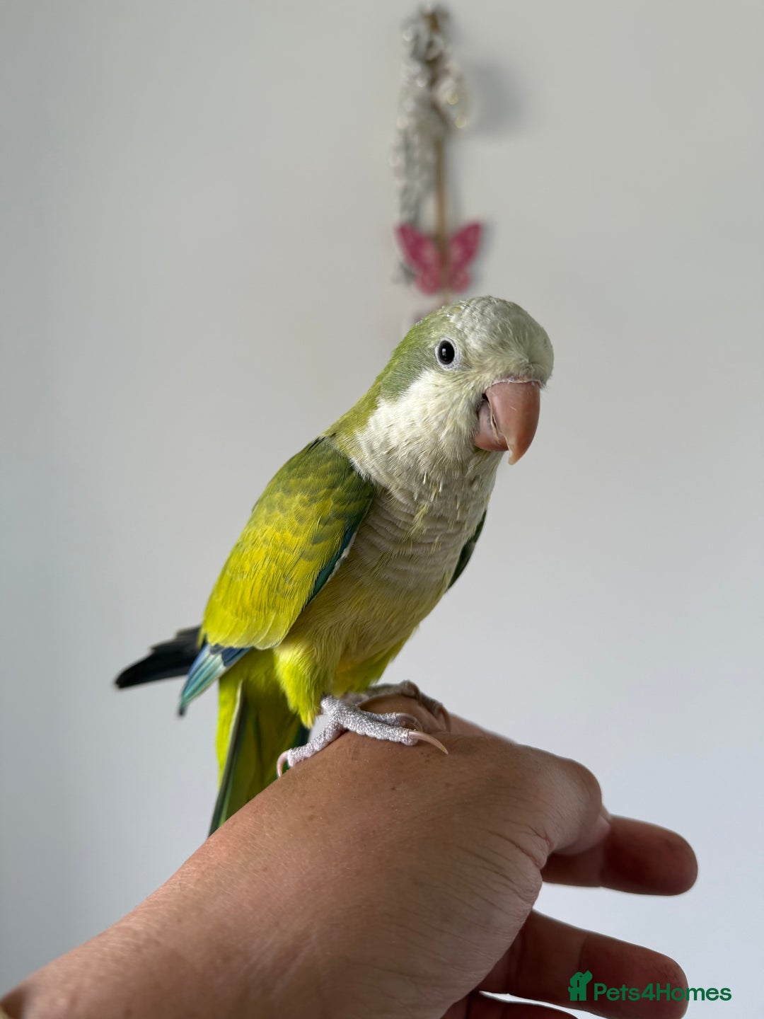 Cockatiels birds for sale: BEAUTIFUL BABY HAND REARED COCKATIEL / BIRDS  in Liverpool - Image 18