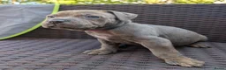 Mixed Breed dogs for sale: Alapaha blue blood bulldog cross staffy puppies  - Advert 6
