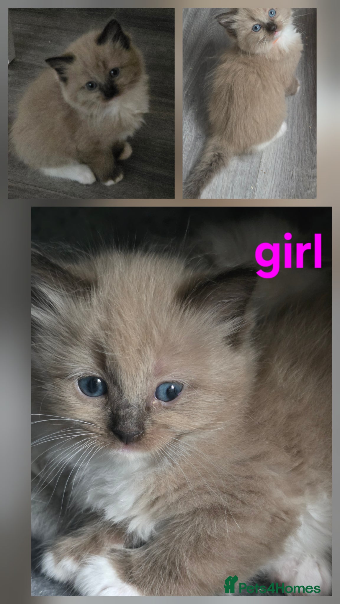 Ragdoll cats Ragdoll kittens - Advert 11