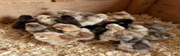 Chickens poultry for sale: Usa bearded  Silkies  - Advert 2