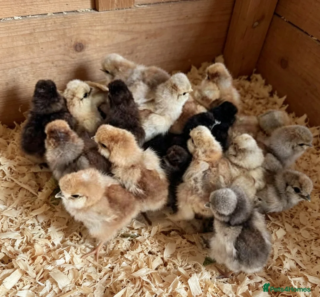 Chickens poultry for sale: Usa bearded  Silkies  - Advert 2