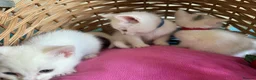 Ragdoll cats for sale: Ragdoll x ragdoll bsh male and female £275 8wk - Advert 6